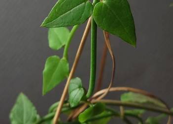 Ceropegia ciekawa odmiana roślina z kolekcji Ceropegia ciekawa odmiana roślina z kolekcji