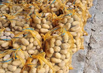 Sprzedam ziemniaki jadalne queen anna