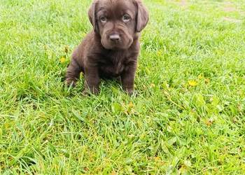 Pieski i suczki czarne Labradory Retriever