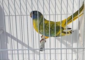 Łąkówka wspaniała samiec