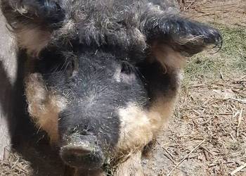 sprzedam świnię mangalice jaskółczą