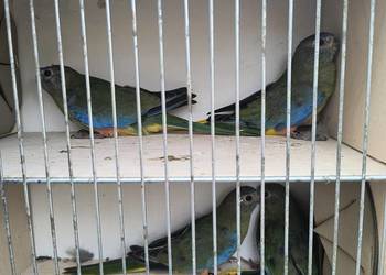 Łąkówka turkusowa