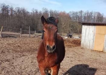 Sprzedam zrebice zimnokwista