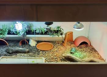 Żółw gwiaździsty lądowy terrarium