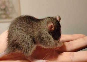 Szczur, Szczury, Szczurki, Młode