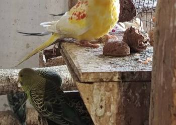 Sprzedam papugi faliste