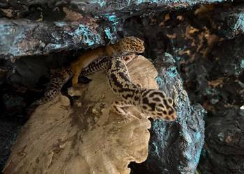 Gekon lamparci 2 samice plus terrarium