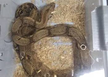 Boa imperator mlode samiec samica