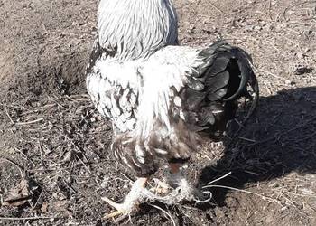 Kogut wyadotta i rossa 2025