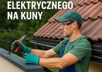 Kuny, pastuch, Piła, Inowrocław, Lubin, Ostrów Wielkopolski, Ostrowiec