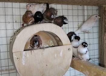 Mewki japońskie 2025