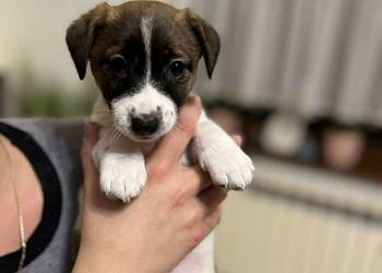 Jack Russell terrier FCI Piesek