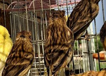 Kanarki portugalskie