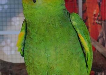 Papuga Amazonka Modrobrewa