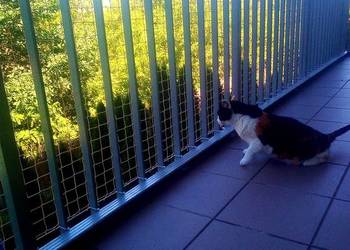 Osiatkowanie balkonu Warszawa Siatka Dla Kota Na Balkon Z Montażem