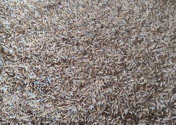 Sprzedam owies czysty, suchy owies 2025