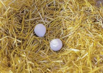 Sztuczne jaja, 2 szt. VV73004