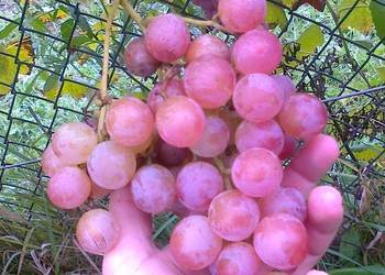 Winogrona sadzonki ekologiczne SUPER ODMIANY