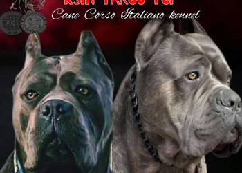Cane Corso Ksin Fargo Fci