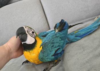Ara ararauna
