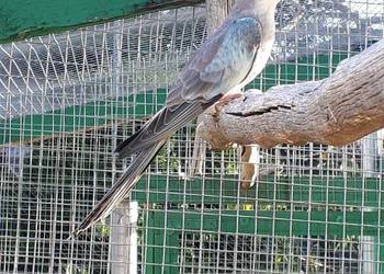 Księżniczki walii Niebieskie