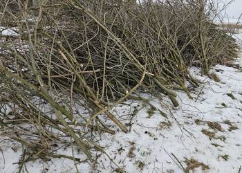 Oddam gałęzie z wycinki