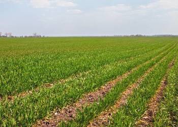 Dzierżawa gruntów rolnych