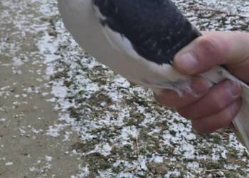 Zamienie samca mewki na samiczke