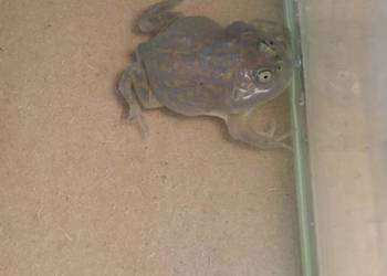 Żaba budgetta (Lepidobatrachus laevis)