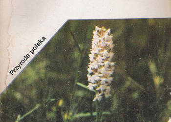 Ziemia Sądecka - J. Staszkiewicz, Z. Witkowski.