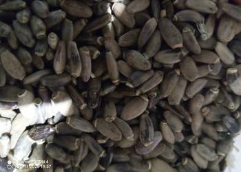 Ostropest nasiona sprzedam