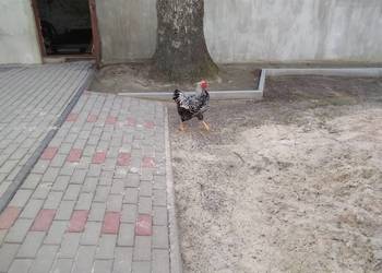 Koguty Wyandolle srebrnouskie
