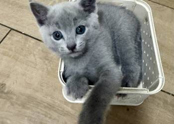 Koty rosyjskie niebieskie