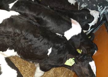 Miesne byczki miesne jaloszki cieleta