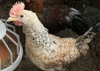 Koguty zielononóżki green shell