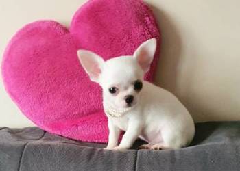 Chihuahua śliczny biały piesek