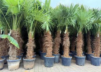 Palma mrozoodporna Trachycarpus fortunei do ogrodu 100-230 cm szorstkowiec
