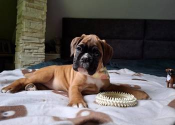 Bokser szczeniak / ojciec Fci / okazja