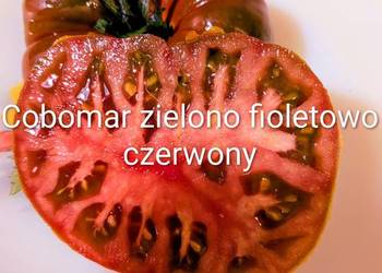 Combomar Pomidor doskonały kolekcja nasion