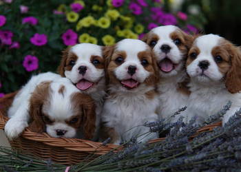 Szczenięta Cavalier King Charles Spaniel