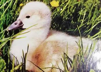 Puchalski Trofea obiektywu