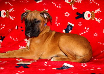 Piesek DOLAR – Bokser z hodowli Family Bokser + (możliwy T)