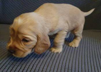Cocker Spaniel Angielski suczka