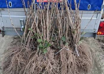 Porzeczka czerwona czarna