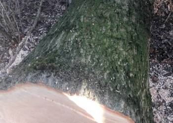 Kłody jesionõw zcięte i lipa na pniu