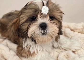 Piękne szczenięta Shih Tzu