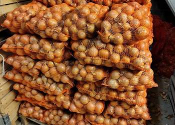 Cebula z siewu wiosennego