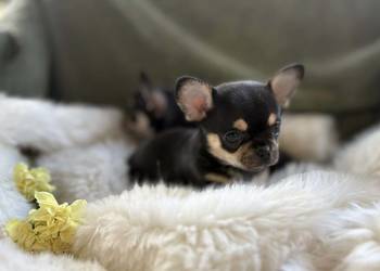 CHIHUAHUA ŚLICZNA MALUSIA SUNIA CALINECZKA