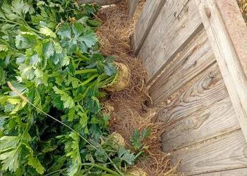 Sprzedam seler z nacią duża ilość