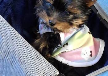 Yorkshire Terrier  mala sunia